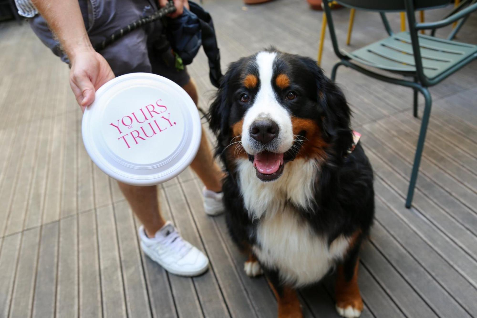 Vignette Collection Yours Truly Dc By Ihg Washington Bagian luar foto Bernese Mountain Dog with a disc